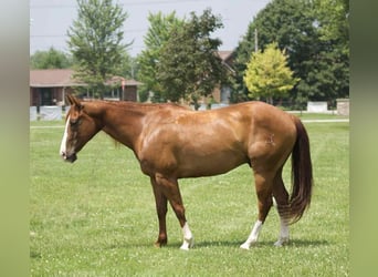 Caballo cuarto de milla, Caballo castrado, 9 años, 145 cm, Alazán-tostado