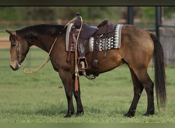 Caballo cuarto de milla, Caballo castrado, 9 años, 147 cm, Buckskin/Bayo