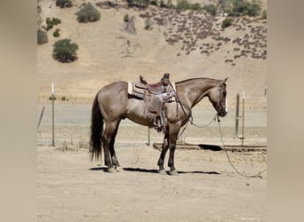 Caballo cuarto de milla, Caballo castrado, 9 años, 147 cm, Grullo