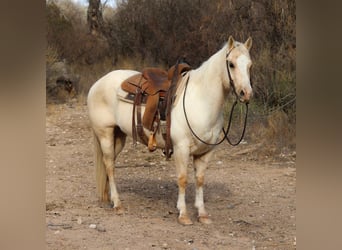 Caballo cuarto de milla, Caballo castrado, 9 años, 147 cm, Palomino