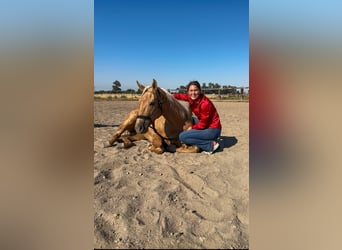 Caballo cuarto de milla, Caballo castrado, 9 años, 147 cm, Palomino