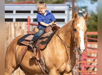 Caballo cuarto de milla, Caballo castrado, 9 años, 147 cm, Palomino
