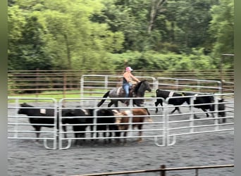 Caballo cuarto de milla, Caballo castrado, 9 años, 147 cm, Ruano azulado