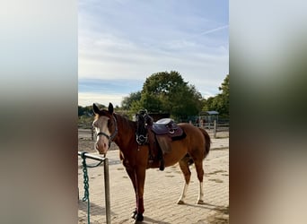 Caballo cuarto de milla, Caballo castrado, 9 años, 149 cm, Alazán