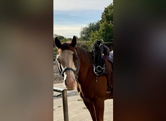 Caballo cuarto de milla, Caballo castrado, 9 años, 149 cm, Alazán