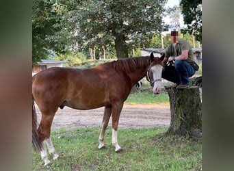Caballo cuarto de milla, Caballo castrado, 9 años, 149 cm, Alazán