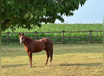 Caballo cuarto de milla, Caballo castrado, 9 años, 150 cm, Alazán