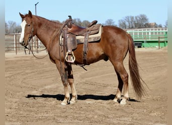 Caballo cuarto de milla, Caballo castrado, 9 años, 150 cm, Alazán-tostado