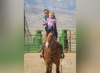 Caballo cuarto de milla, Caballo castrado, 9 años, 150 cm, Castaño rojizo