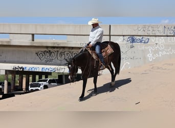 Caballo cuarto de milla, Caballo castrado, 9 años, 150 cm, Castaño-ruano