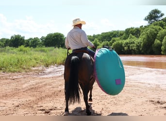 Caballo cuarto de milla, Caballo castrado, 9 años, 150 cm, Castaño-ruano
