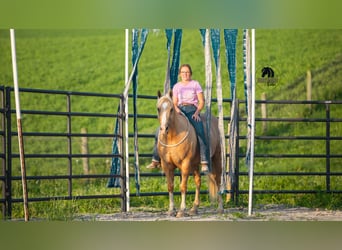 Caballo cuarto de milla, Caballo castrado, 9 años, 150 cm, Palomino