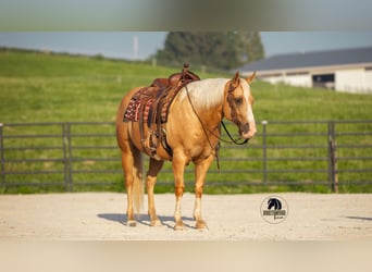 Caballo cuarto de milla, Caballo castrado, 9 años, 150 cm, Palomino