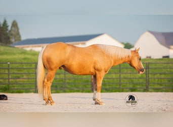 Caballo cuarto de milla, Caballo castrado, 9 años, 150 cm, Palomino