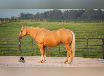 Caballo cuarto de milla, Caballo castrado, 9 años, 150 cm, Palomino