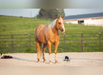 Caballo cuarto de milla, Caballo castrado, 9 años, 150 cm, Palomino
