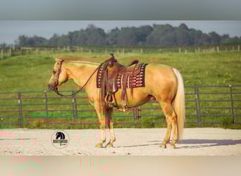 Caballo cuarto de milla, Caballo castrado, 9 años, 150 cm, Palomino