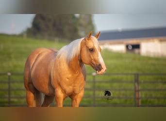 Caballo cuarto de milla, Caballo castrado, 9 años, 150 cm, Palomino