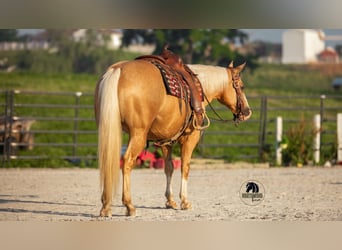 Caballo cuarto de milla, Caballo castrado, 9 años, 150 cm, Palomino