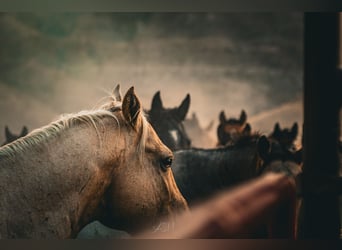 Caballo cuarto de milla, Caballo castrado, 9 años, 150 cm, Palomino