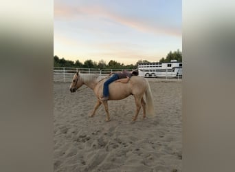 Caballo cuarto de milla, Caballo castrado, 9 años, 150 cm, Palomino