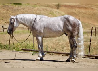 Caballo cuarto de milla, Caballo castrado, 9 años, 150 cm, Tordo