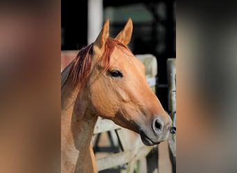 Caballo cuarto de milla, Caballo castrado, 9 años, 151 cm, Red Dun/Cervuno