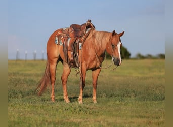 Caballo cuarto de milla, Caballo castrado, 9 años, 152 cm, Alazán rojizo