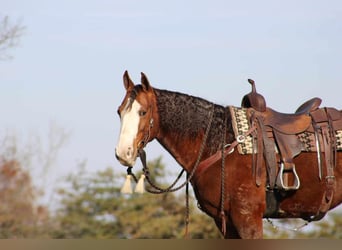Caballo cuarto de milla, Caballo castrado, 9 años, 152 cm, Alazán rojizo