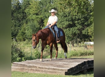 Caballo cuarto de milla, Caballo castrado, 9 años, 152 cm, Alazán rojizo