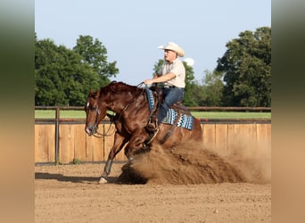 Caballo cuarto de milla, Caballo castrado, 9 años, 152 cm, Alazán rojizo