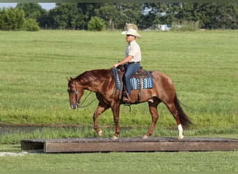 Caballo cuarto de milla, Caballo castrado, 9 años, 152 cm, Alazán rojizo
