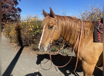 Caballo cuarto de milla, Caballo castrado, 9 años, 152 cm, Bayo