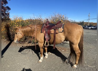 Caballo cuarto de milla, Caballo castrado, 9 años, 152 cm, Bayo
