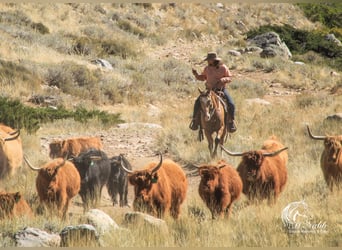 Caballo cuarto de milla, Caballo castrado, 9 años, 152 cm, Buckskin/Bayo