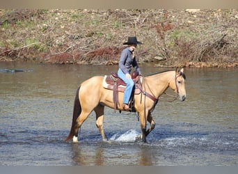 Caballo cuarto de milla, Caballo castrado, 9 años, 152 cm, Buckskin/Bayo