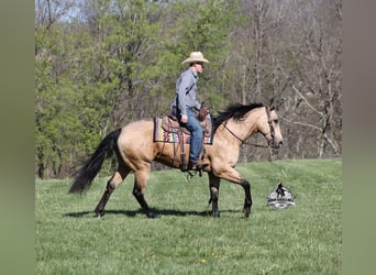 Caballo cuarto de milla, Caballo castrado, 9 años, 152 cm, Buckskin/Bayo