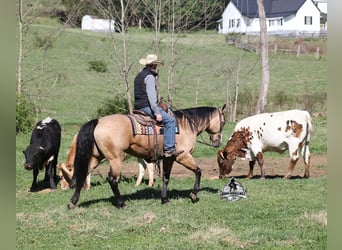 Caballo cuarto de milla, Caballo castrado, 9 años, 152 cm, Buckskin/Bayo