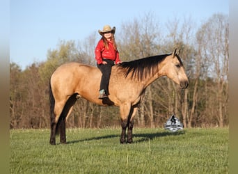 Caballo cuarto de milla, Caballo castrado, 9 años, 152 cm, Buckskin/Bayo