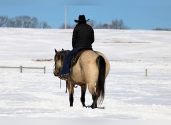Caballo cuarto de milla, Caballo castrado, 9 años, 152 cm, Buckskin/Bayo