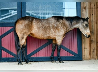 Caballo cuarto de milla, Caballo castrado, 9 años, 152 cm, Buckskin/Bayo