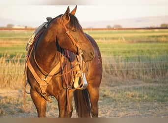 Caballo cuarto de milla, Caballo castrado, 9 años, 152 cm, Castaño