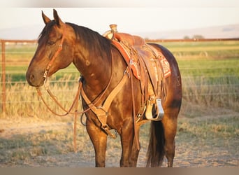 Caballo cuarto de milla, Caballo castrado, 9 años, 152 cm, Castaño
