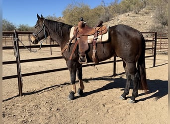 Caballo cuarto de milla, Caballo castrado, 9 años, 152 cm, Castaño