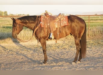 Caballo cuarto de milla, Caballo castrado, 9 años, 152 cm, Castaño