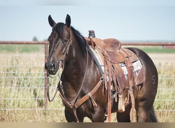 Caballo cuarto de milla, Caballo castrado, 9 años, 152 cm, Castaño