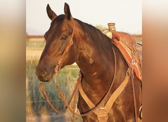 Caballo cuarto de milla, Caballo castrado, 9 años, 152 cm, Castaño
