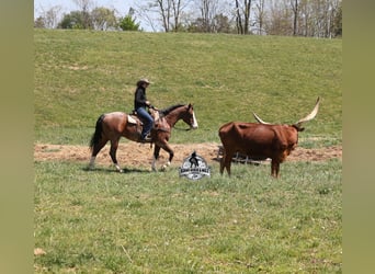 Caballo cuarto de milla, Caballo castrado, 9 años, 152 cm, Castaño rojizo