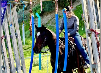 Caballo cuarto de milla, Caballo castrado, 9 años, 152 cm, Castaño rojizo