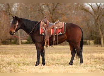 Caballo cuarto de milla, Caballo castrado, 9 años, 152 cm, Castaño rojizo